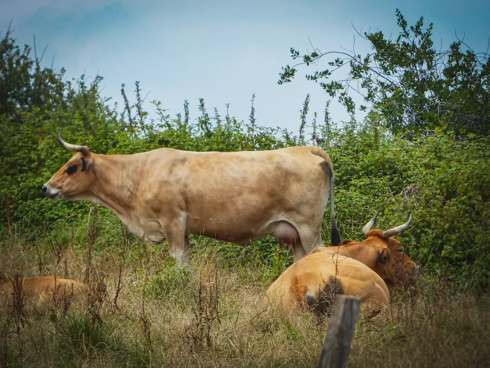 Vacas tumbadas