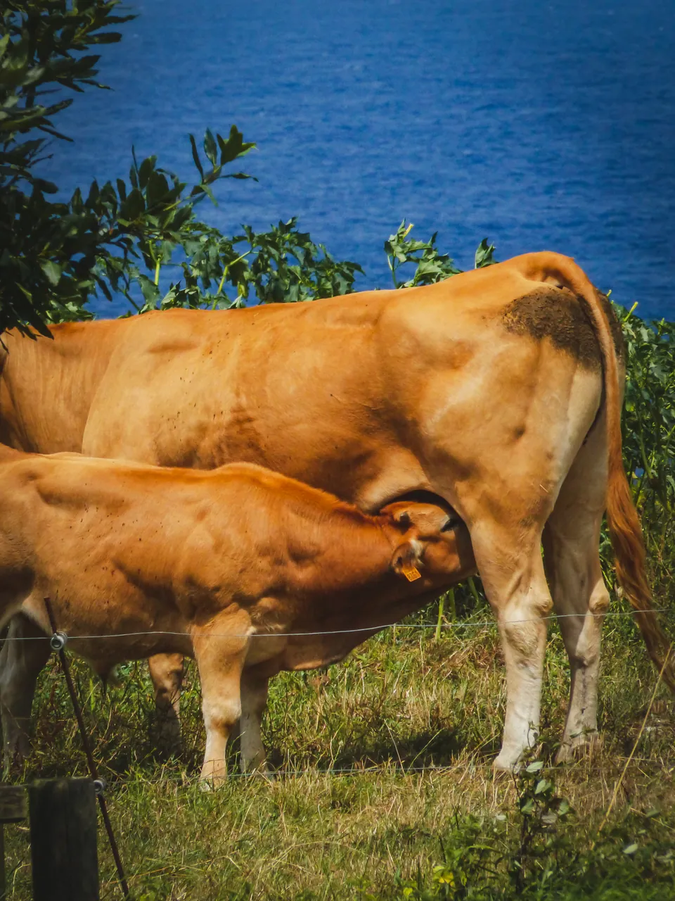 Vaca y ternero, con el mar detrás
