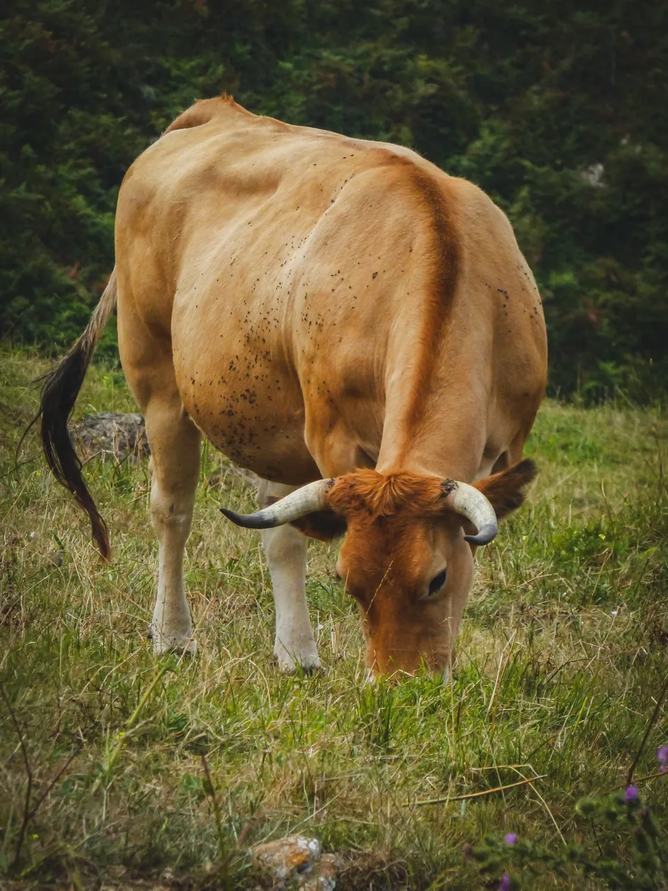 Vaca pastando