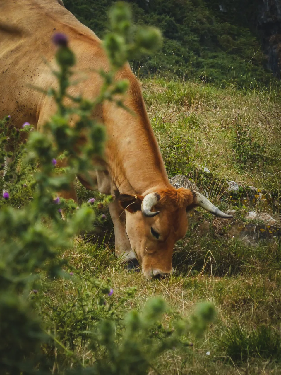 Vaca entre cardos