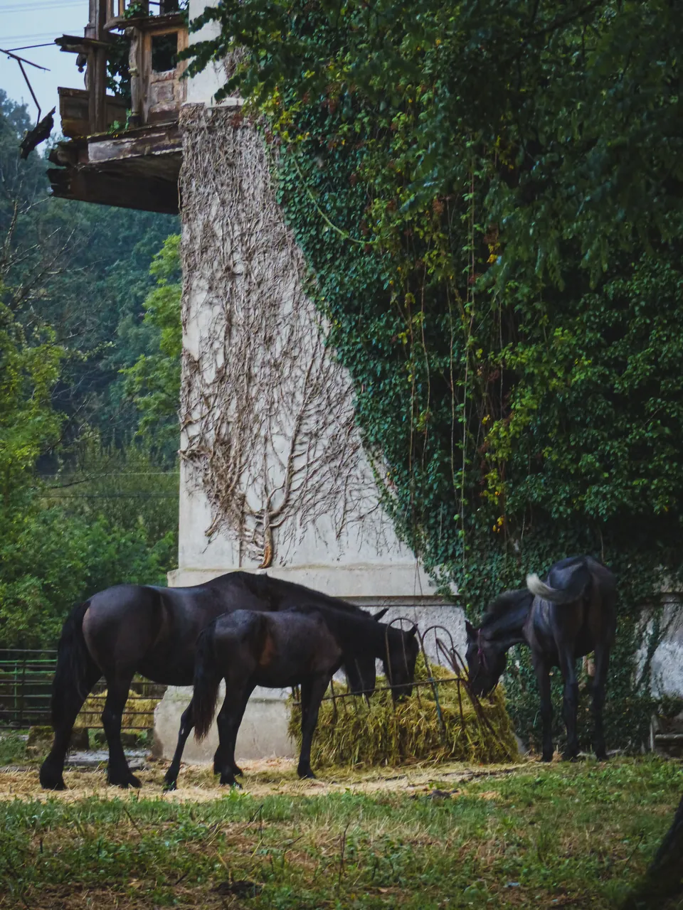 Caballos y hiedra